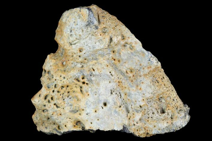 Partial Ankylosaur Scute - Aguja Formation, Texas #116642